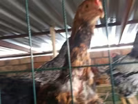 Chickens — foto 4
