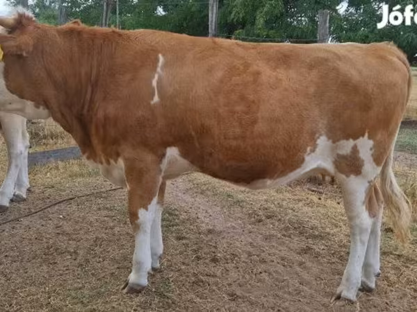 Kuh, Simmental cattle