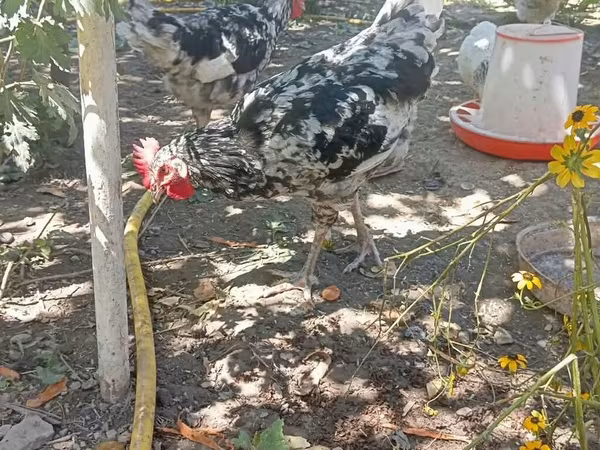 Australorp