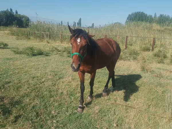 ცხენი, French Trotter