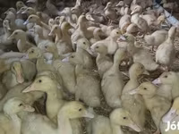 Ducks — foto 4