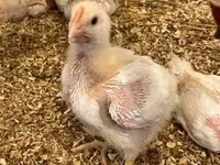 Chickens — ፎቶ 3