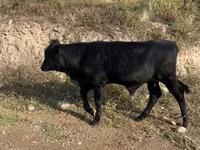 Krowa, Bydło — zdjęcie 2
