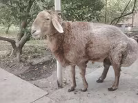 Πρόβατα (παρτίδα, φύλο μη καθορισμένο), Arashan sheep — φωτογραφία 3