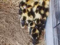 Ducks — fotografija 5