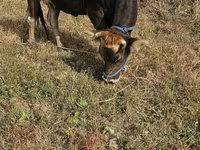 Vaca, Raza Alatau — foto 2