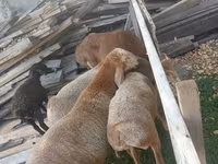 Owca, Arashan sheep — zdjęcie 2