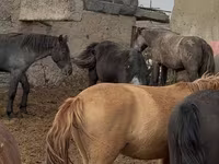 Pastuv, Horse breed — fotografija 1