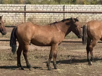 Cal, Mugalzhar horse — foto 8