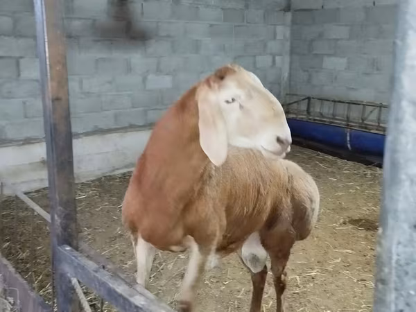 Κριός, Edilbay sheep