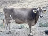 Cow, Ukrainian Brown Dairy Cattle — photo 3