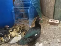 Ducks — снимка 5