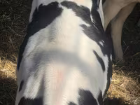 گاو نر, Russian Black pied cattle — عکس 6