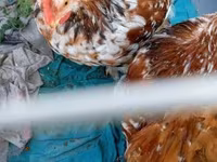 Pekin-Zwerg — Foto 4