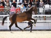Cavalo, Akhal-Teke — foto 2