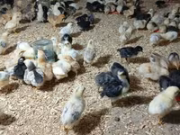 Chickens — تصویر 1