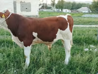 Lembu jantan, Montbéliarde — foto 6