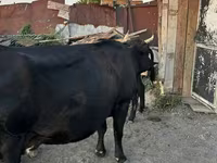 İnek, Latvian Blue cattle — foto 6