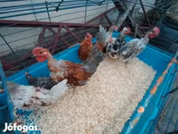 Chickens — 2 зураг