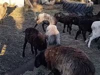 كبش, الأغنام — الصورة 2