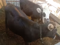 Krowa, Bydło — zdjęcie 1