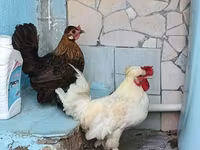 ياباني بانتام — الصورة 3