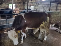 Bull, Cattle — photo 3