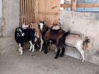 عنزة, الماعز — الصورة 3