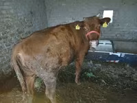 Cow, Cattle — photo 3
