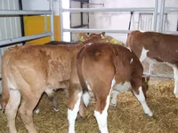 காளை, மாடுகள் — புகைப்படம் 5