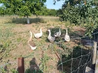 Geese — foto 2