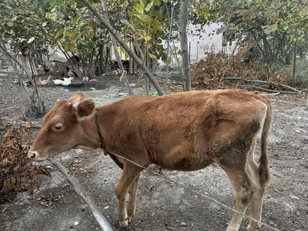گاو ماده, گاو