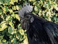 Ayam Cemani — foto 1