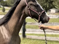 اسب نر, Rocky Mountain Horse — عکس 7