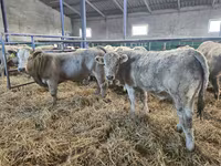 Bulle, Limousin-Kuh — Foto 1