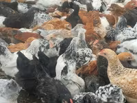 Chickens — foto 4