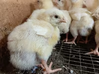 Chickens — ፎቶ 4