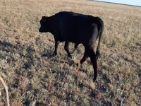 Boğa, Simmental cattle — foto 3