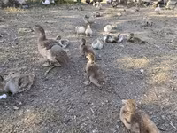 Ducks — foto 3