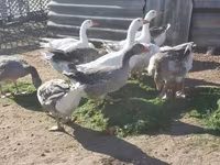 Geese — foto 1