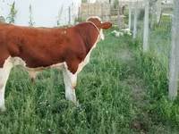 Lembu jantan, Montbéliarde — foto 5