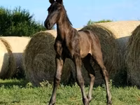 Жребец, Hungarian horse breed — снимка 3