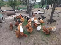 Chickens — फ़ोटो 4