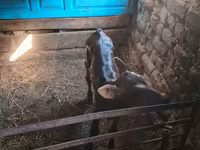 Ko, Holstein-race — foto 4