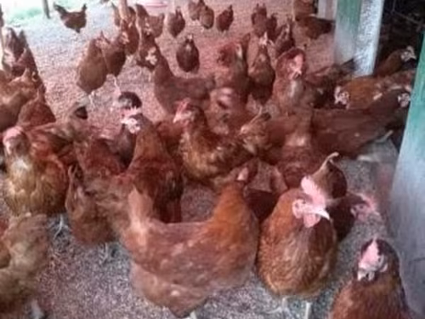 Chickens