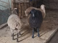 암양, 양 — 사진 2