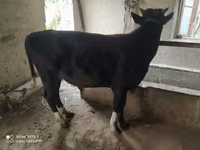 Bydło (partia, płeć nieokreślona), Russian Black pied cattle — zdjęcie 3