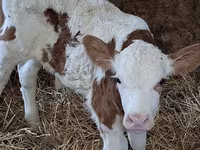 Buğa, Simmental cattle — foto 6
