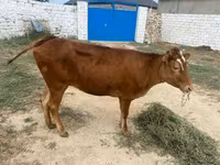 گاو ماده, گاو — عکس 4