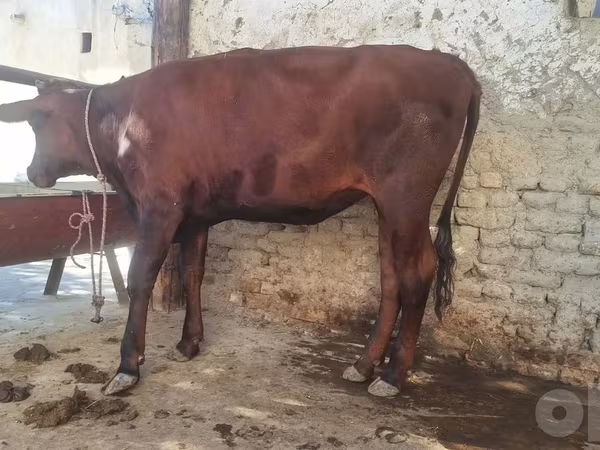 Bull, Cattle — Uzbekistan